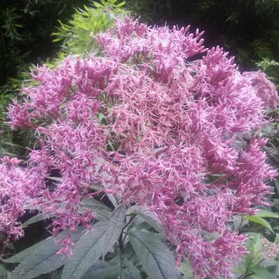 Eupatorium maculatum 'Atropurpureum'