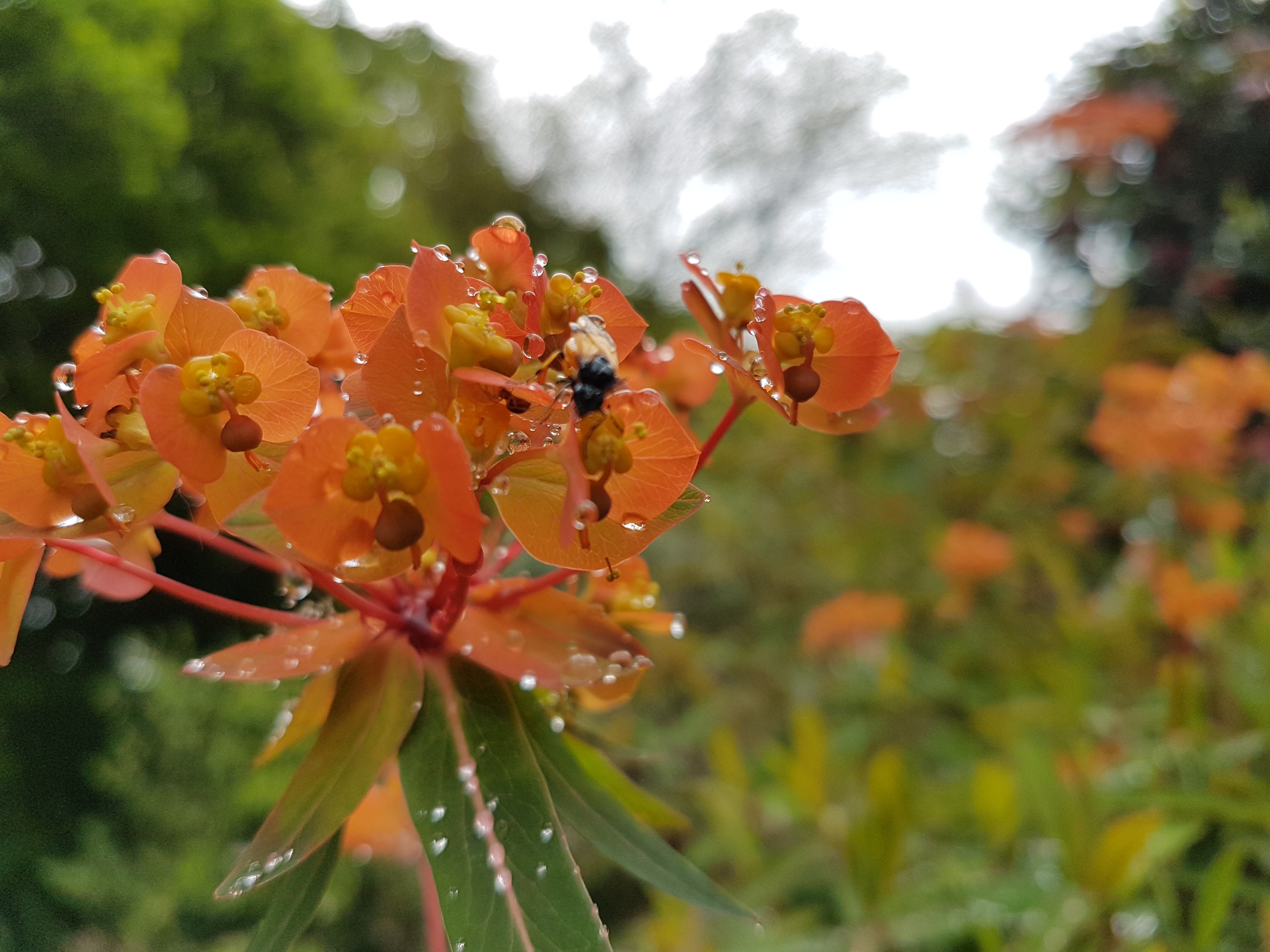 Euphorbia griffitii 'Fireglow'