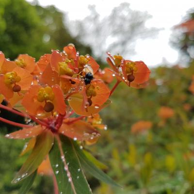 Euphorbia griffitii 'Fireglow'