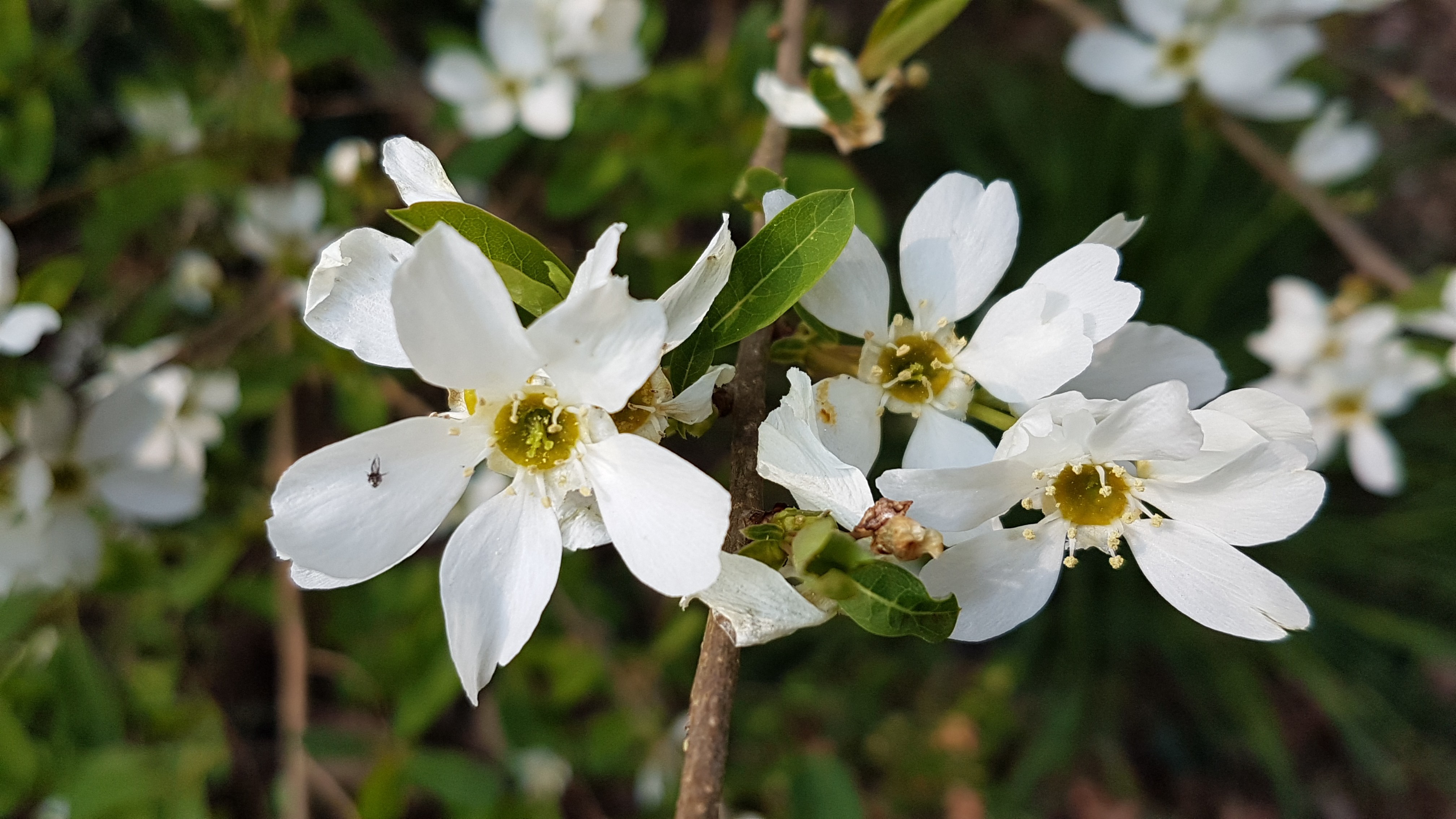 Exochorda racemosa
