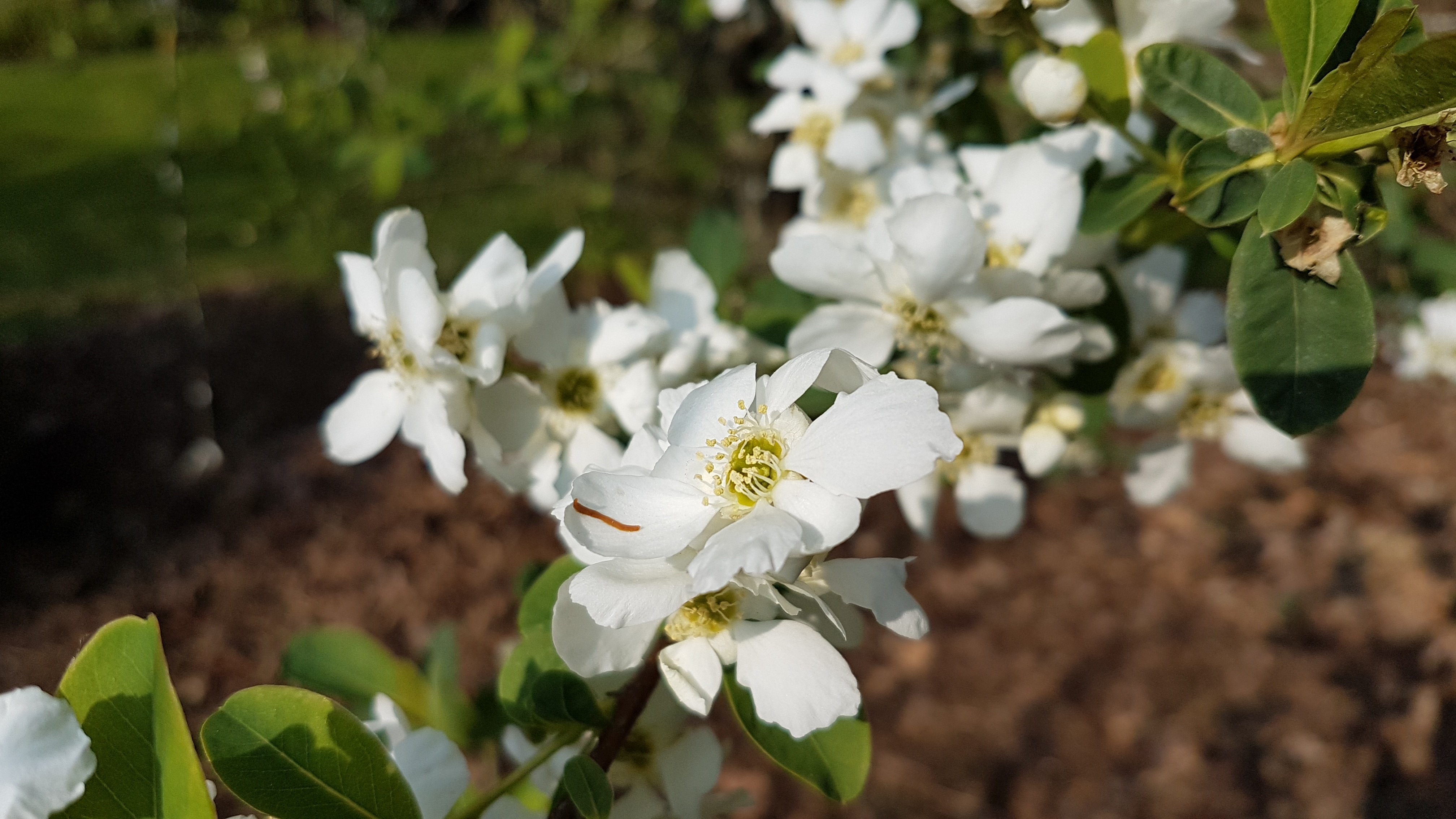 Exochorda 'The Bride'