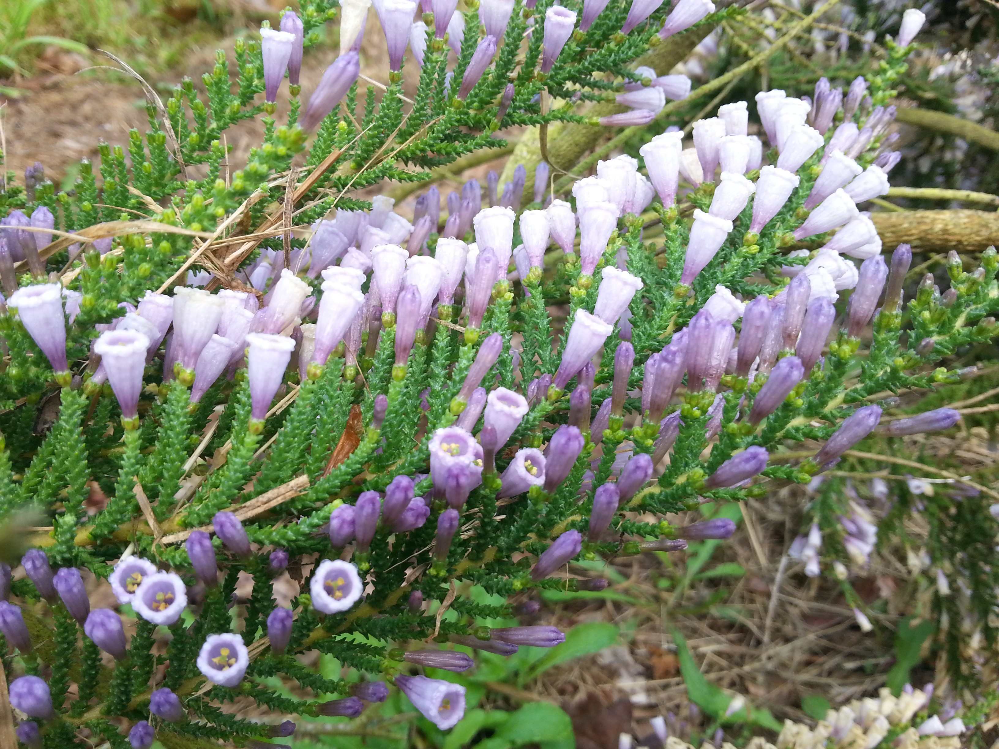 Fabiana imbricata ssp. violacea