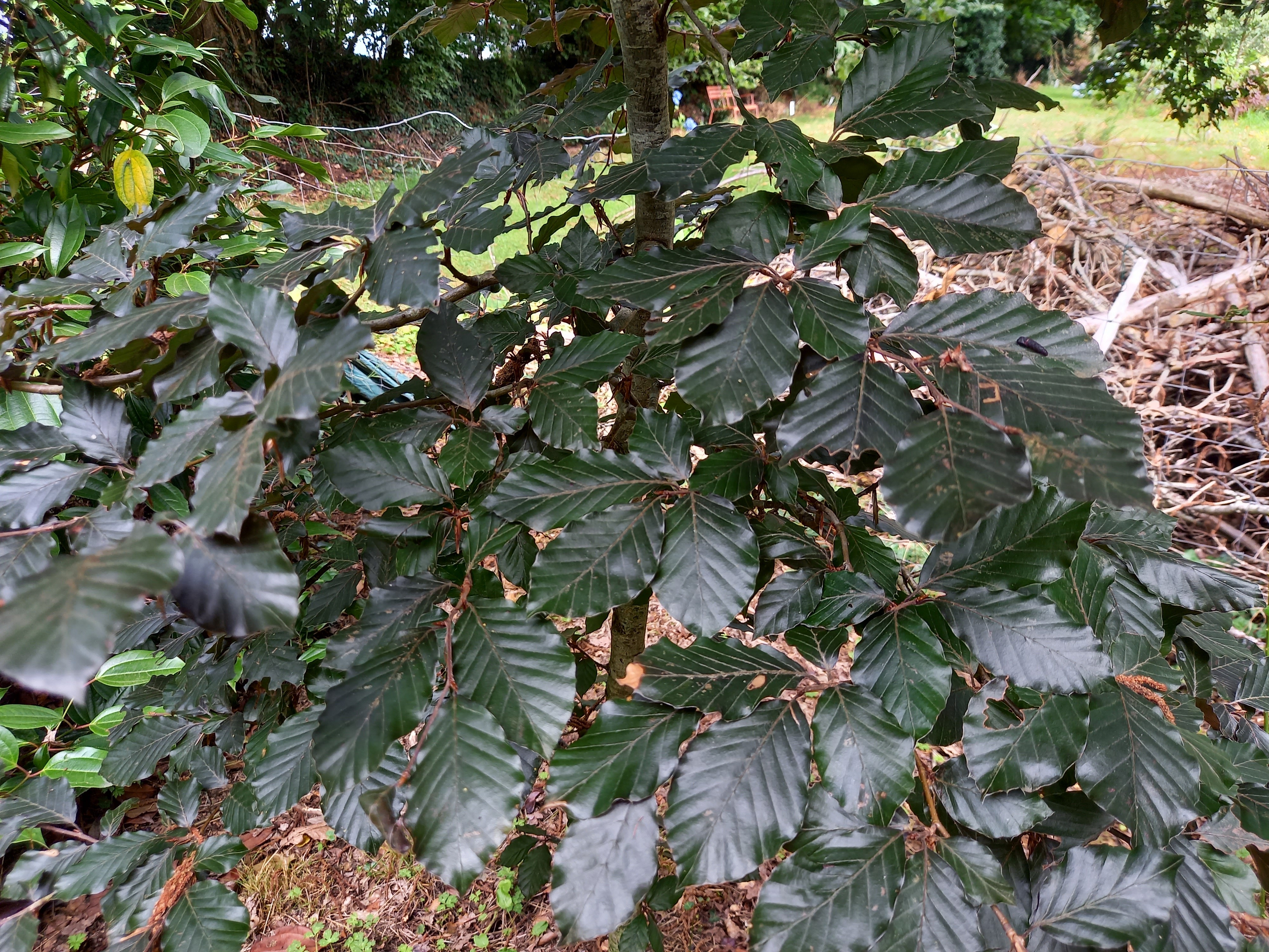 Fagus sylvatica 'Purpurea'