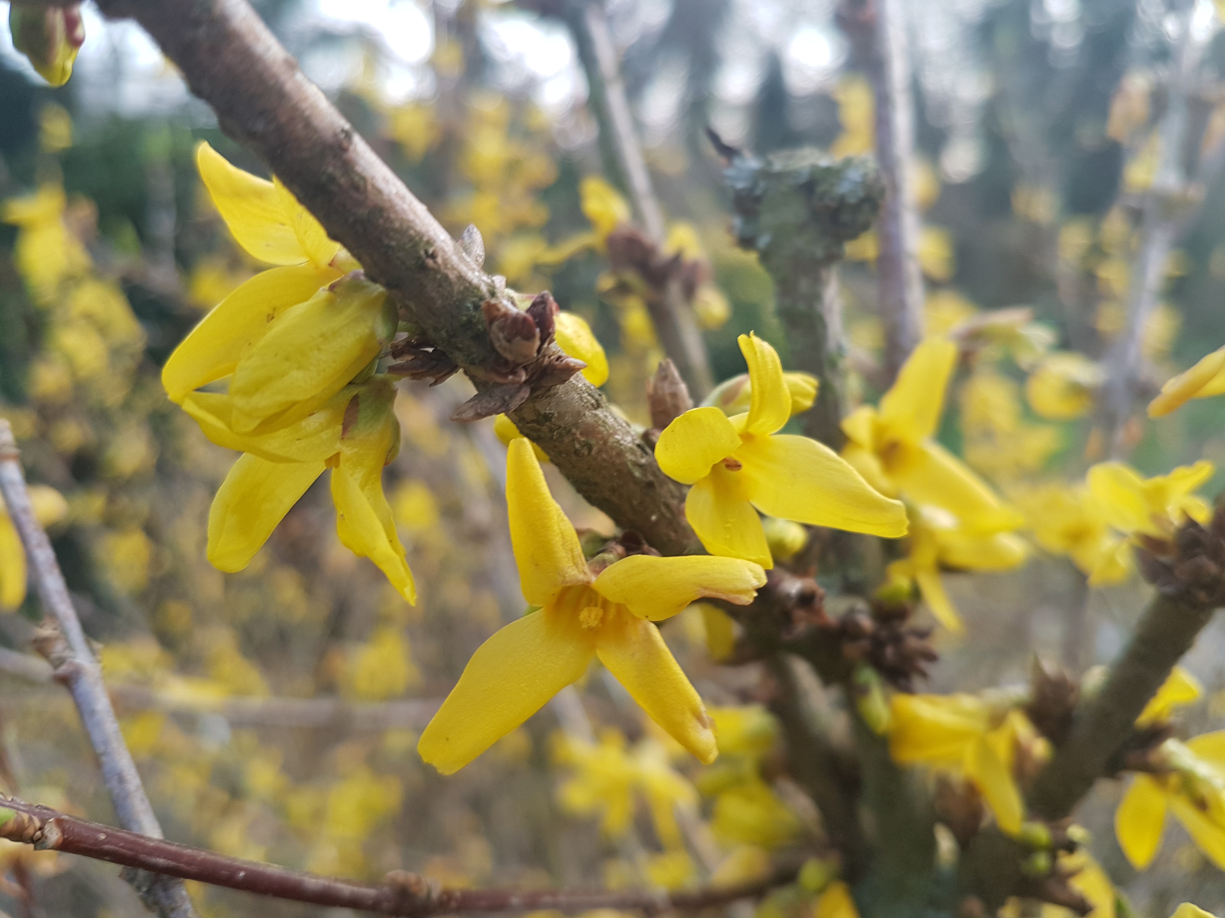 Forsythia koreana 'Kumsun'