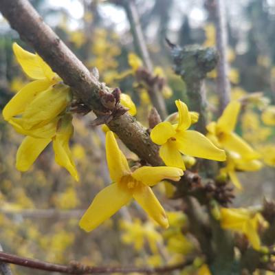 Forsythia koreana 'Kumsun'