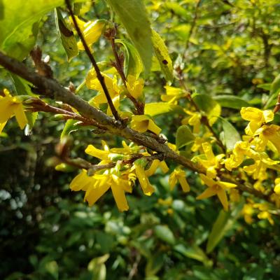 Forsythia koreana 'Kumsun'