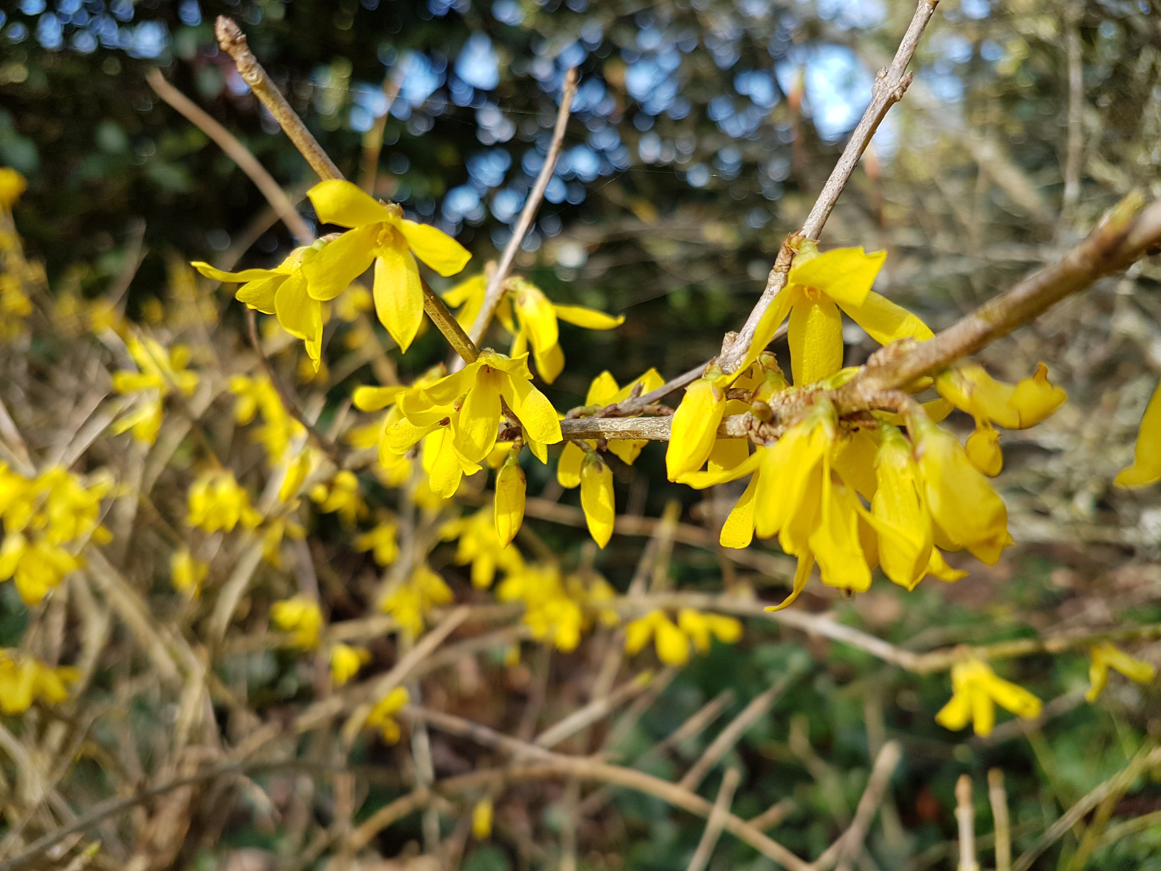 Forsythia MARÉE D'OR 'Courtasol'