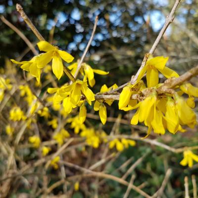 Forsythia MARÉE D'OR 'Courtasol'