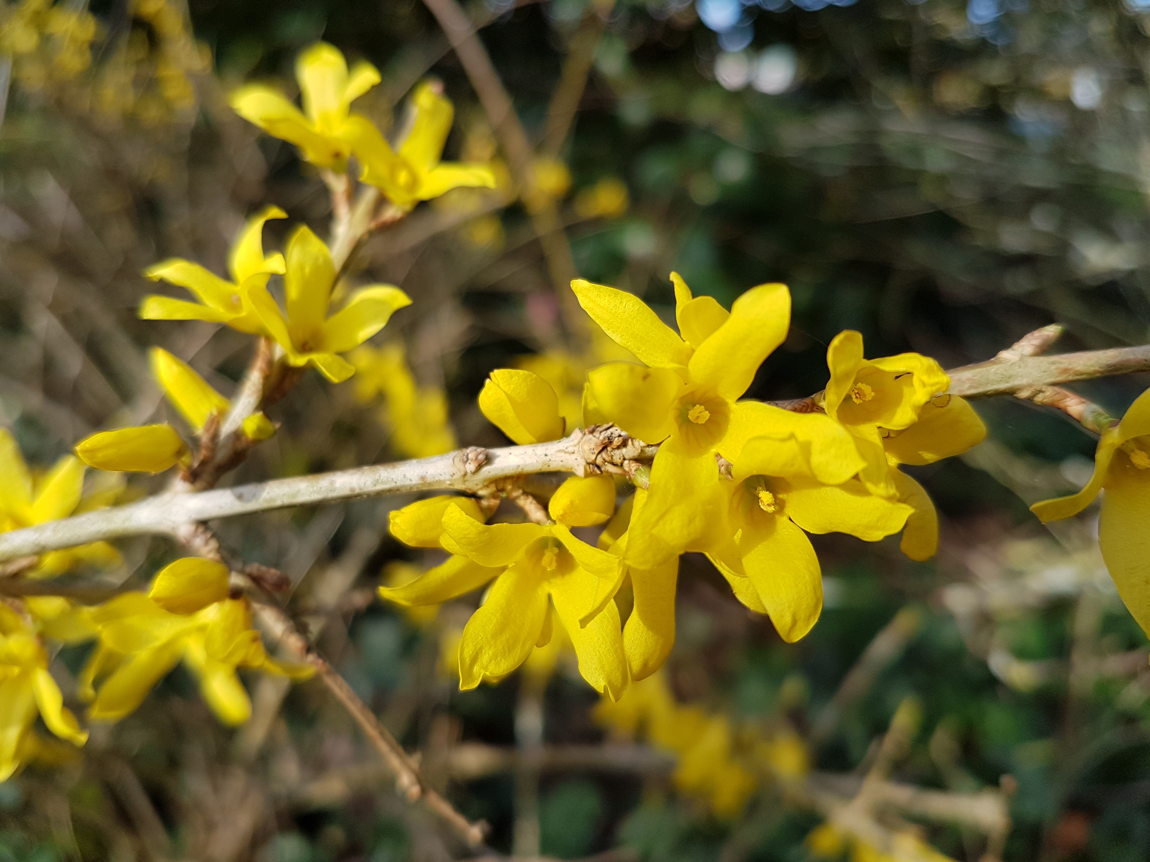 Forsythia MARÉE D'OR 'Courtasol'