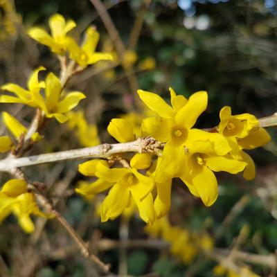 Forsythia MARÉE D'OR 'Courtasol'