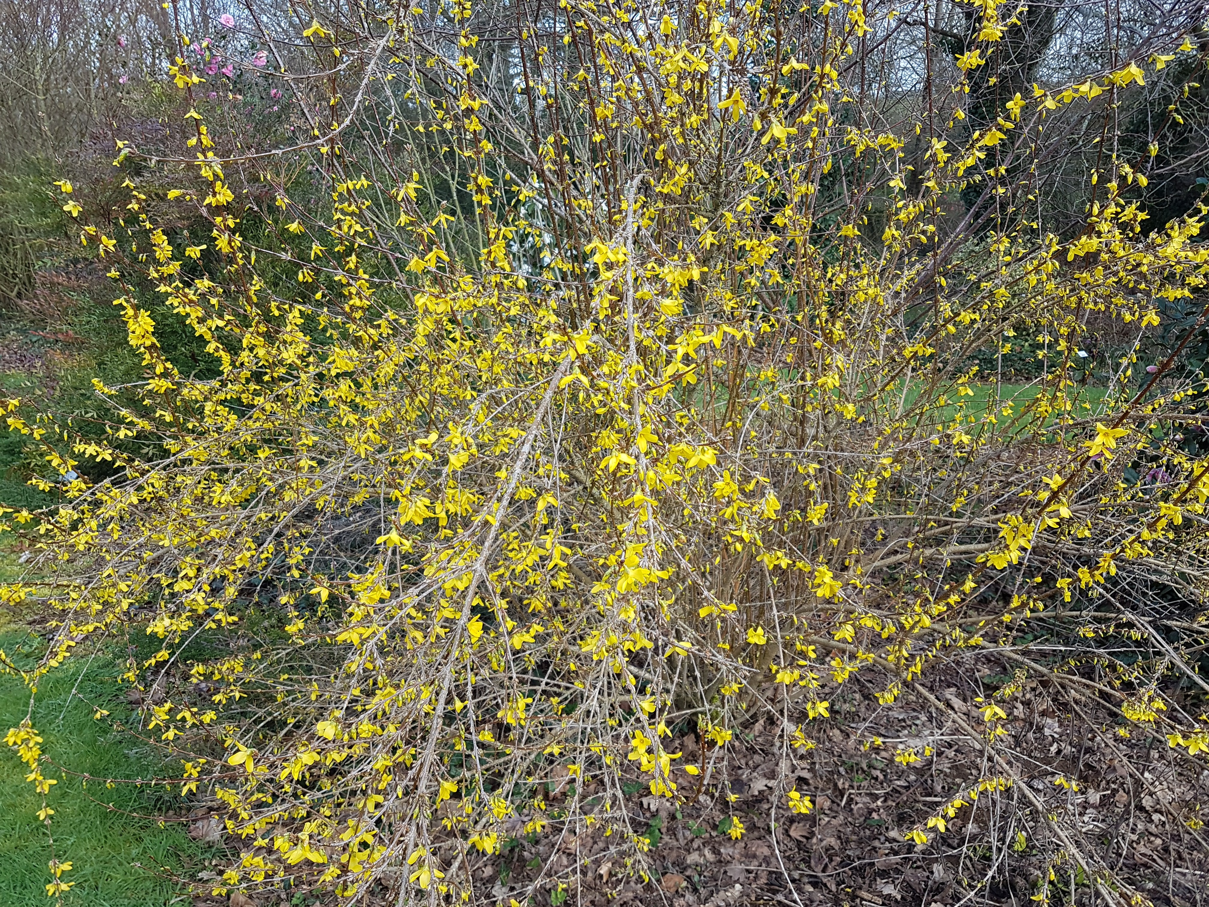 Forsythia WEEK-END 'Courtalyn'