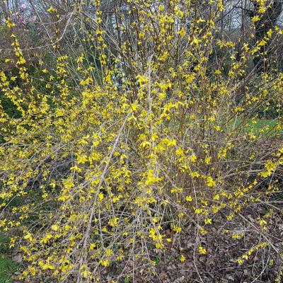 Forsythia WEEK-END 'Courtalyn'