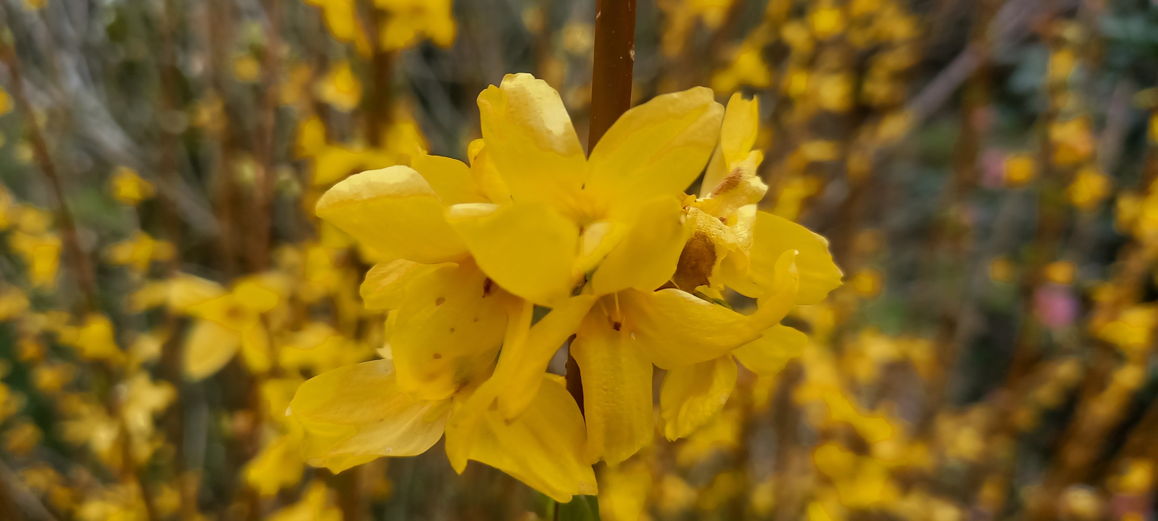 Forsythia WEEK-END 'Courtalyn'