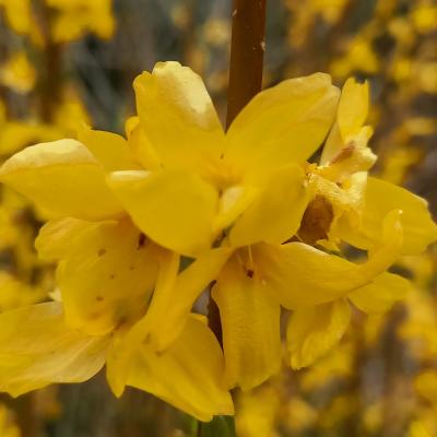 Forsythia WEEK-END 'Courtalyn'