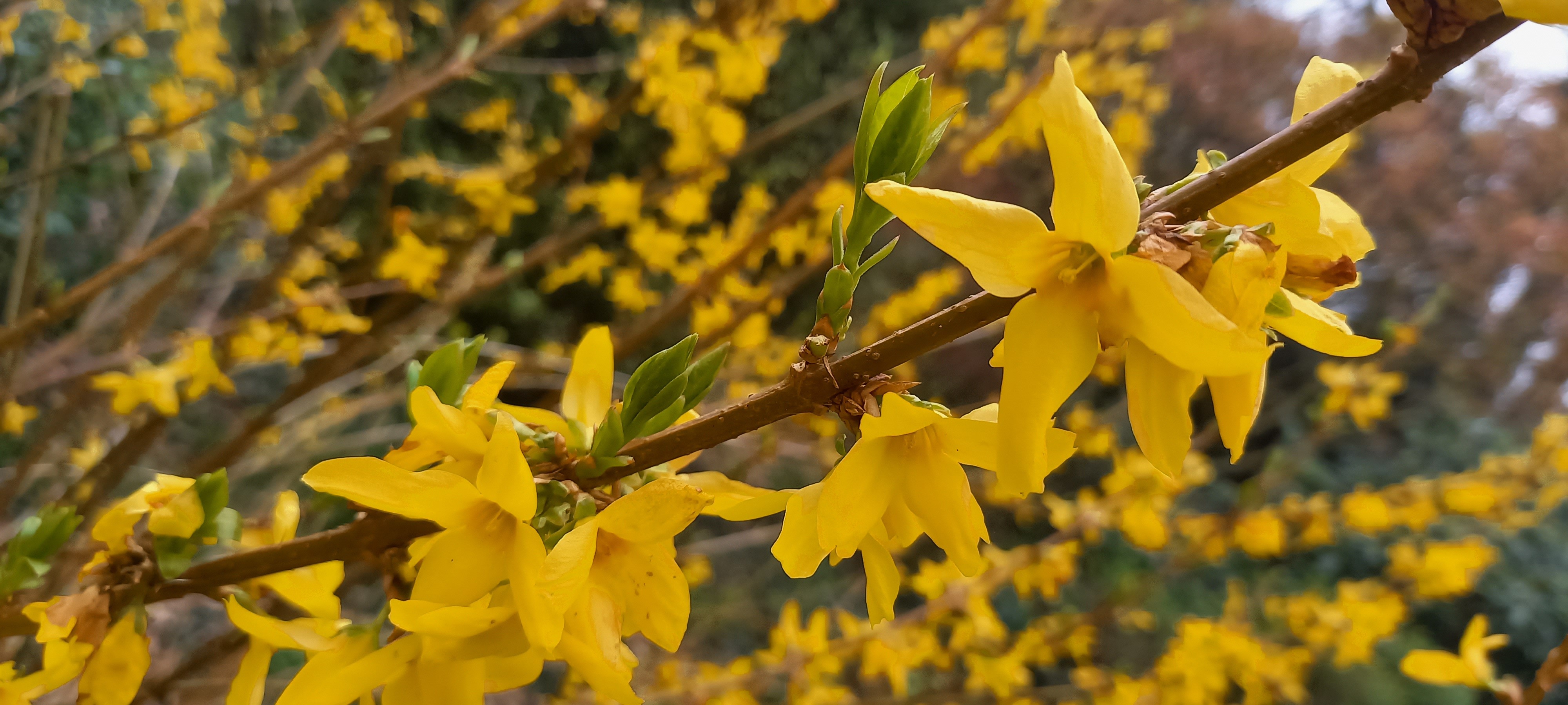 Forsythia xintermedia 'Lynwood'