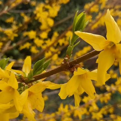 Forsythia xintermedia 'Lynwood'