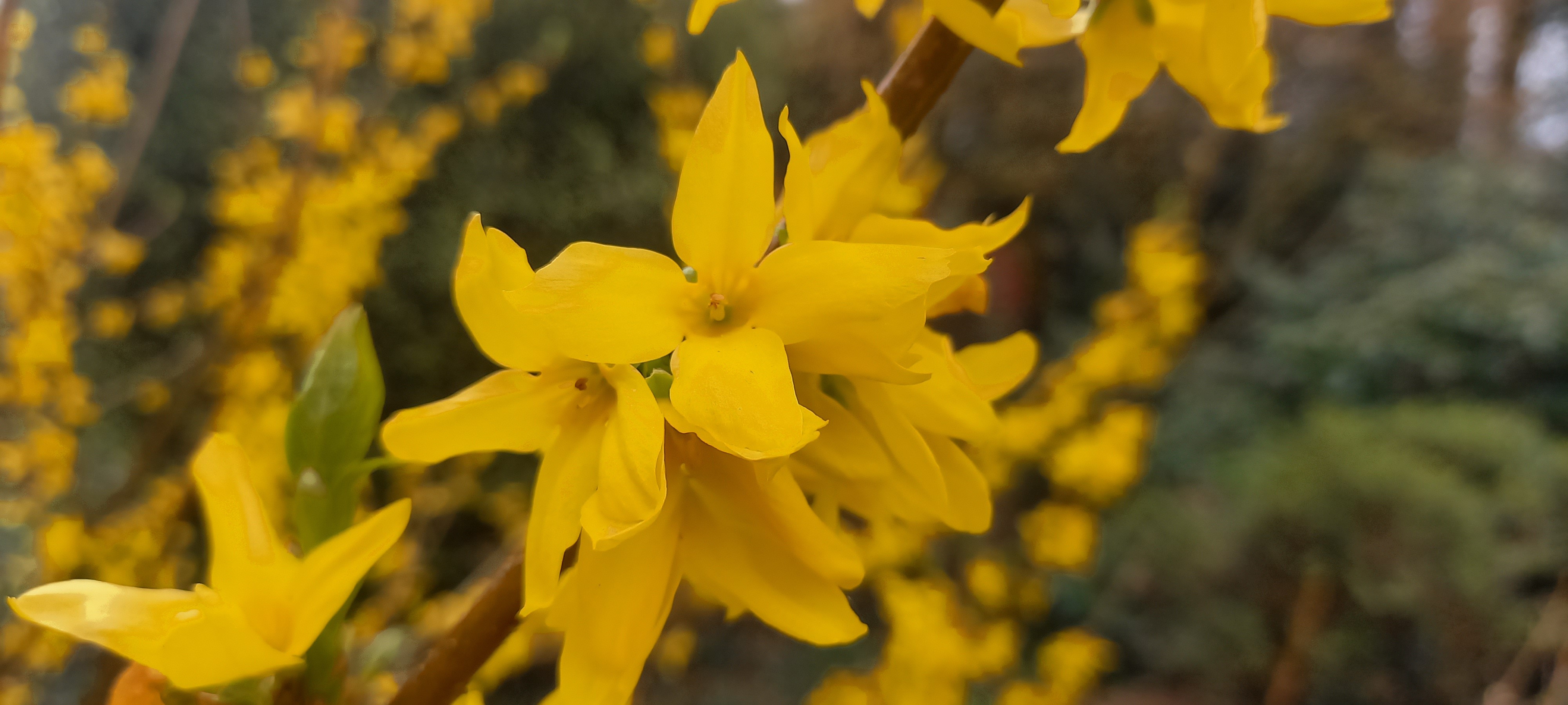 Forsythia xintermedia 'Lynwood'