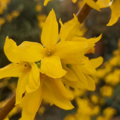 Forsythia xintermedia 'Lynwood'