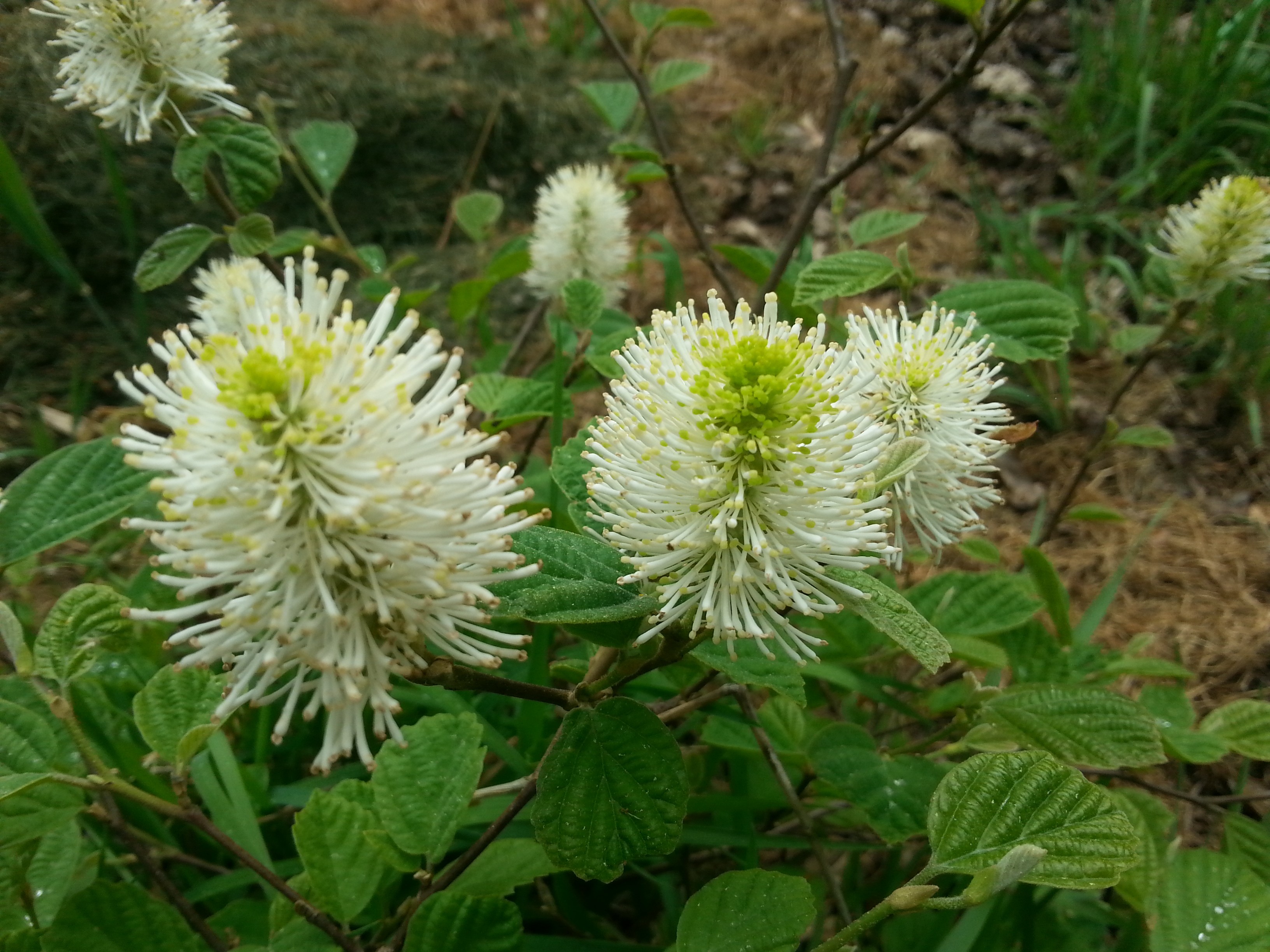 Fothergilla gardenii 'Blue Mist'