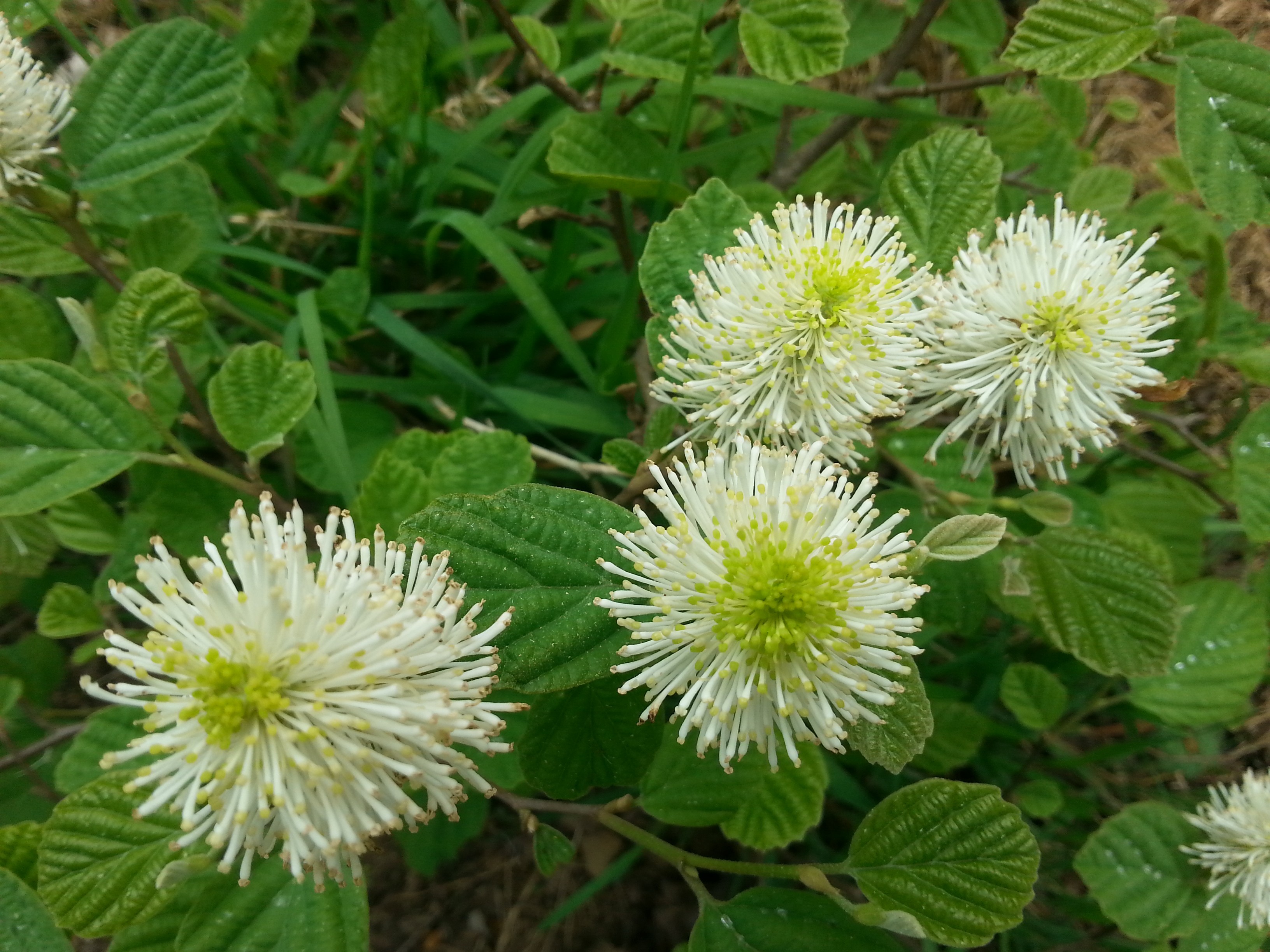 Fothergilla gardenii 'Blue Mist'