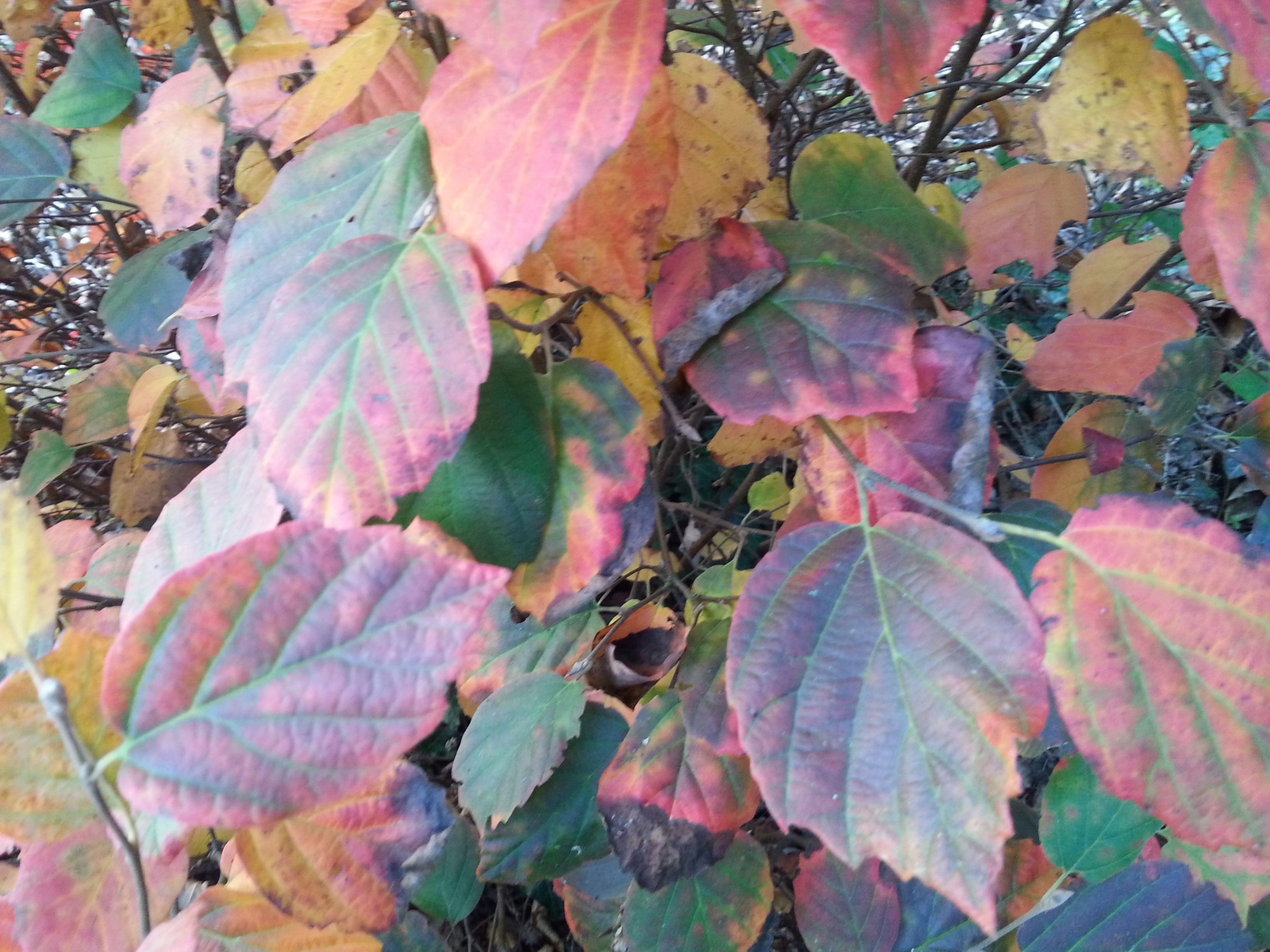 Fothergilla gardenii 'Blue Shadow'