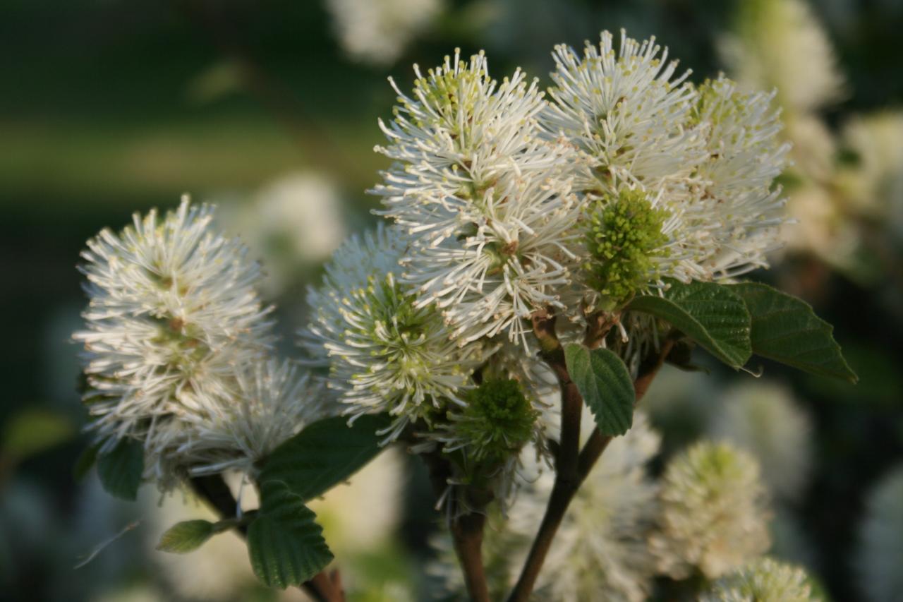 Fothergilla gardenii 'Blue Shadow'