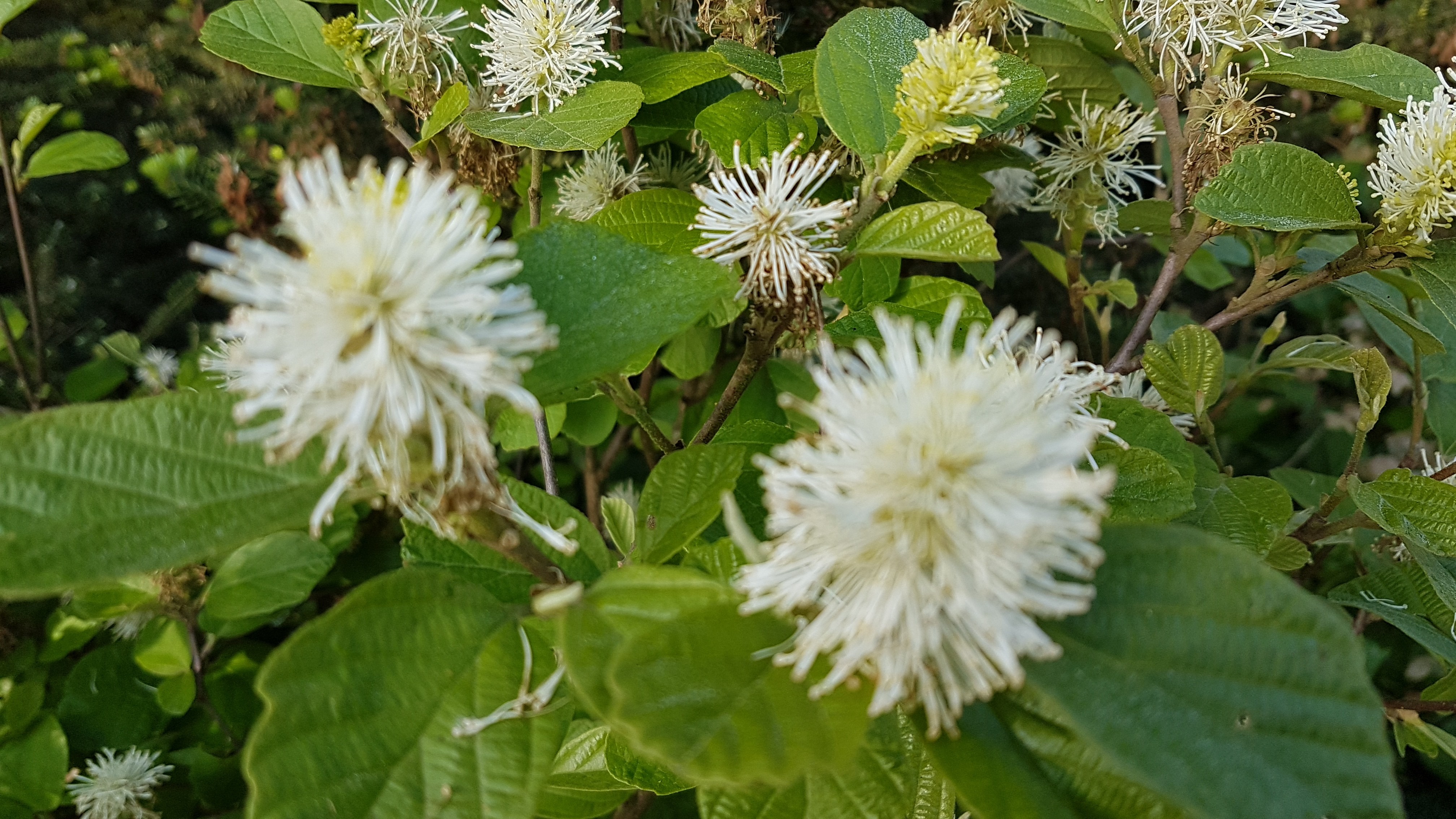 Fothergilla major