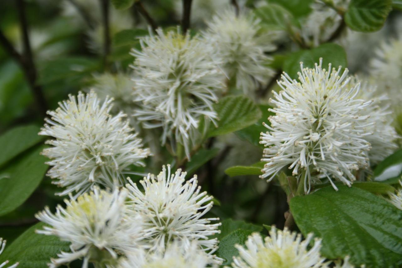 Fothergilla major