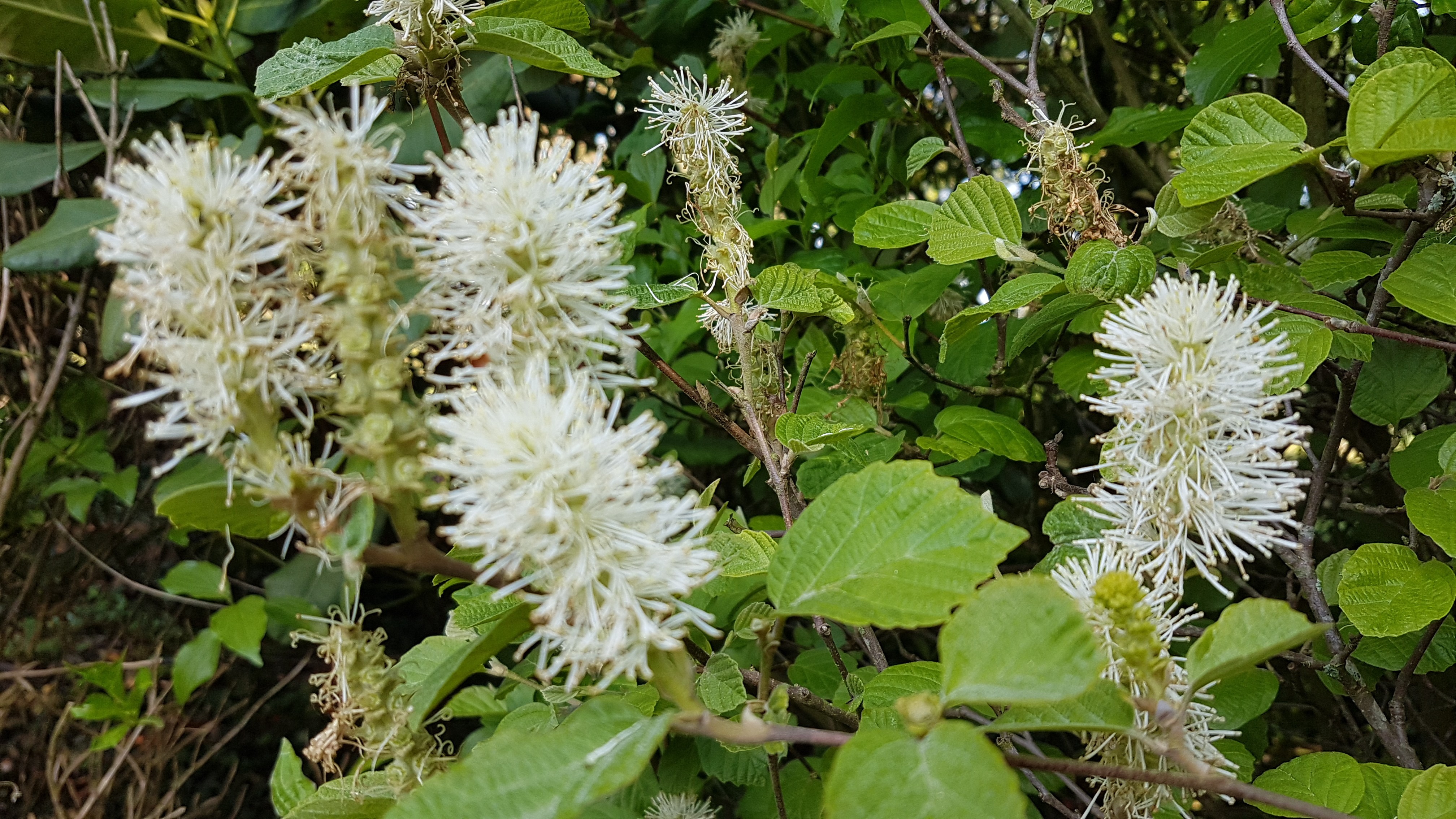 Fothergilla monticola 'Airy'