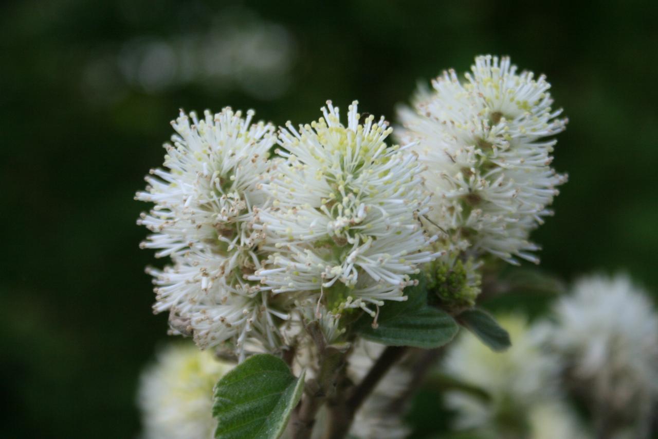 Fothergilla monticola 'Airy'