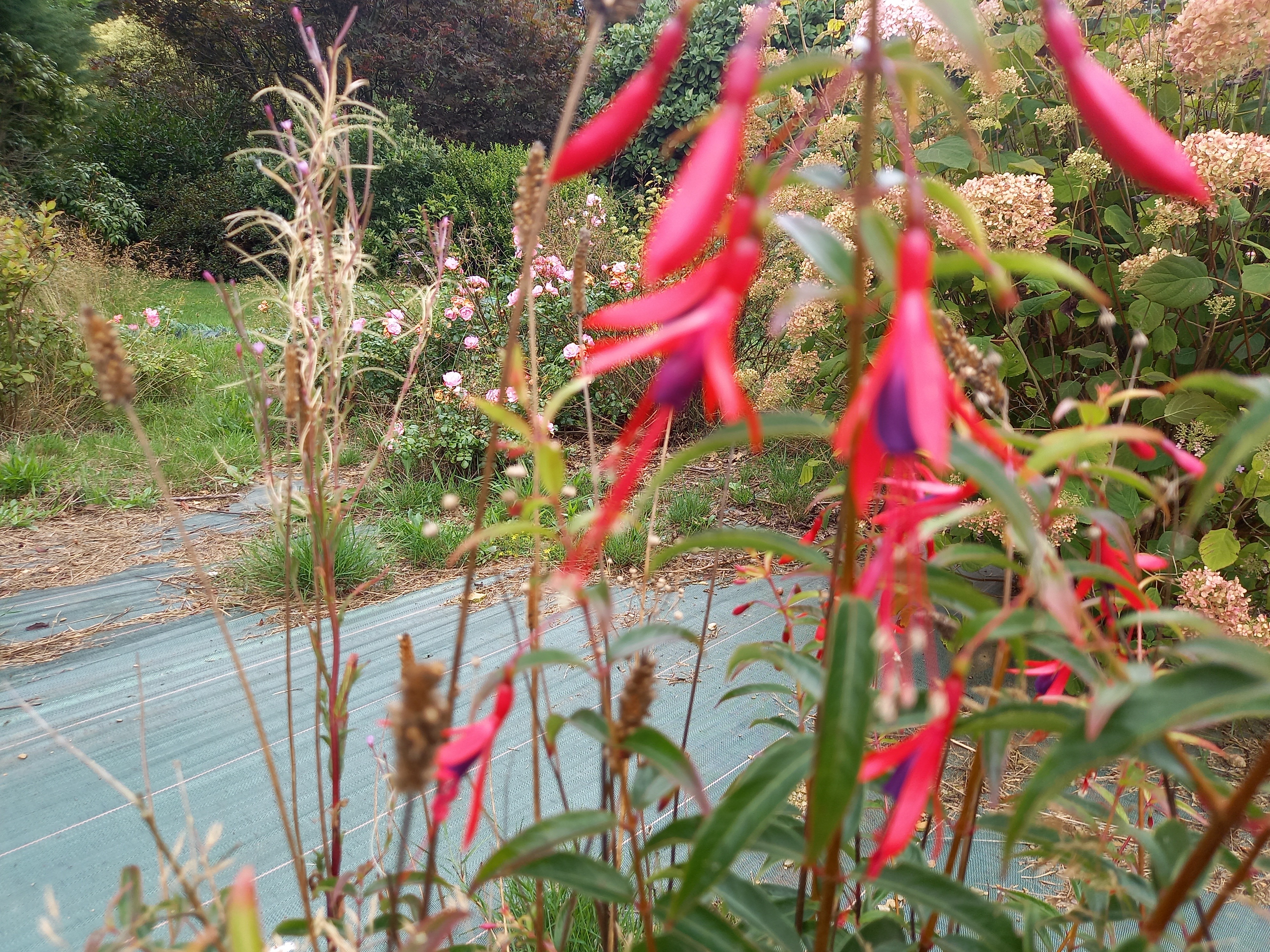 Fuchsia hatschbachii