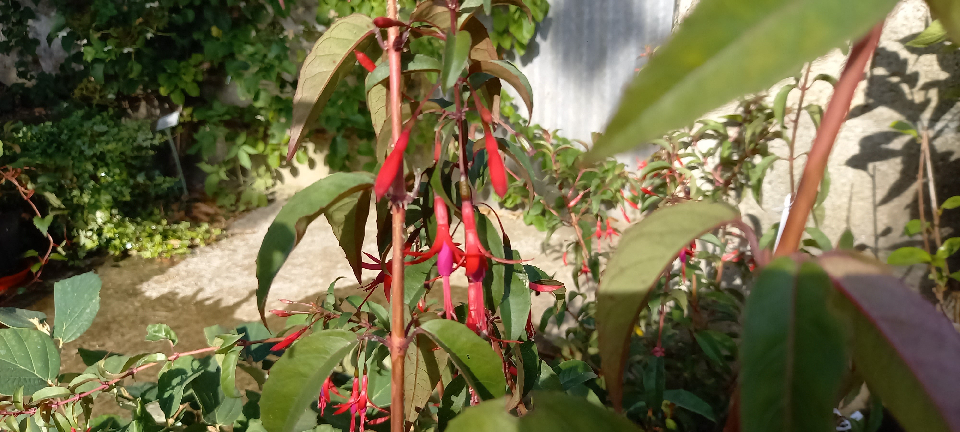 Fuchsia magellanica