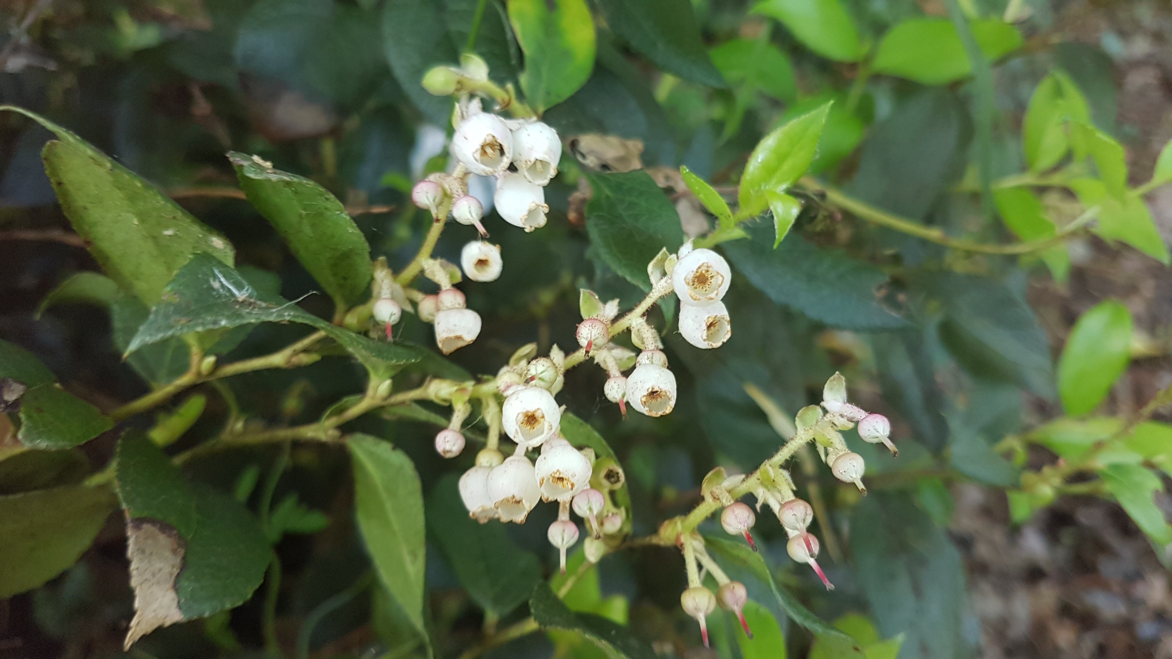 Gaultheria 'Jingle Bells'