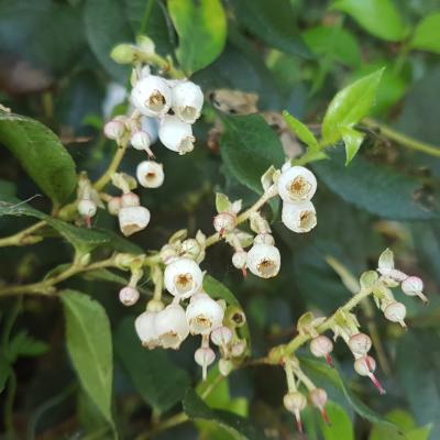 Gaultheria 'Jingle Bells'