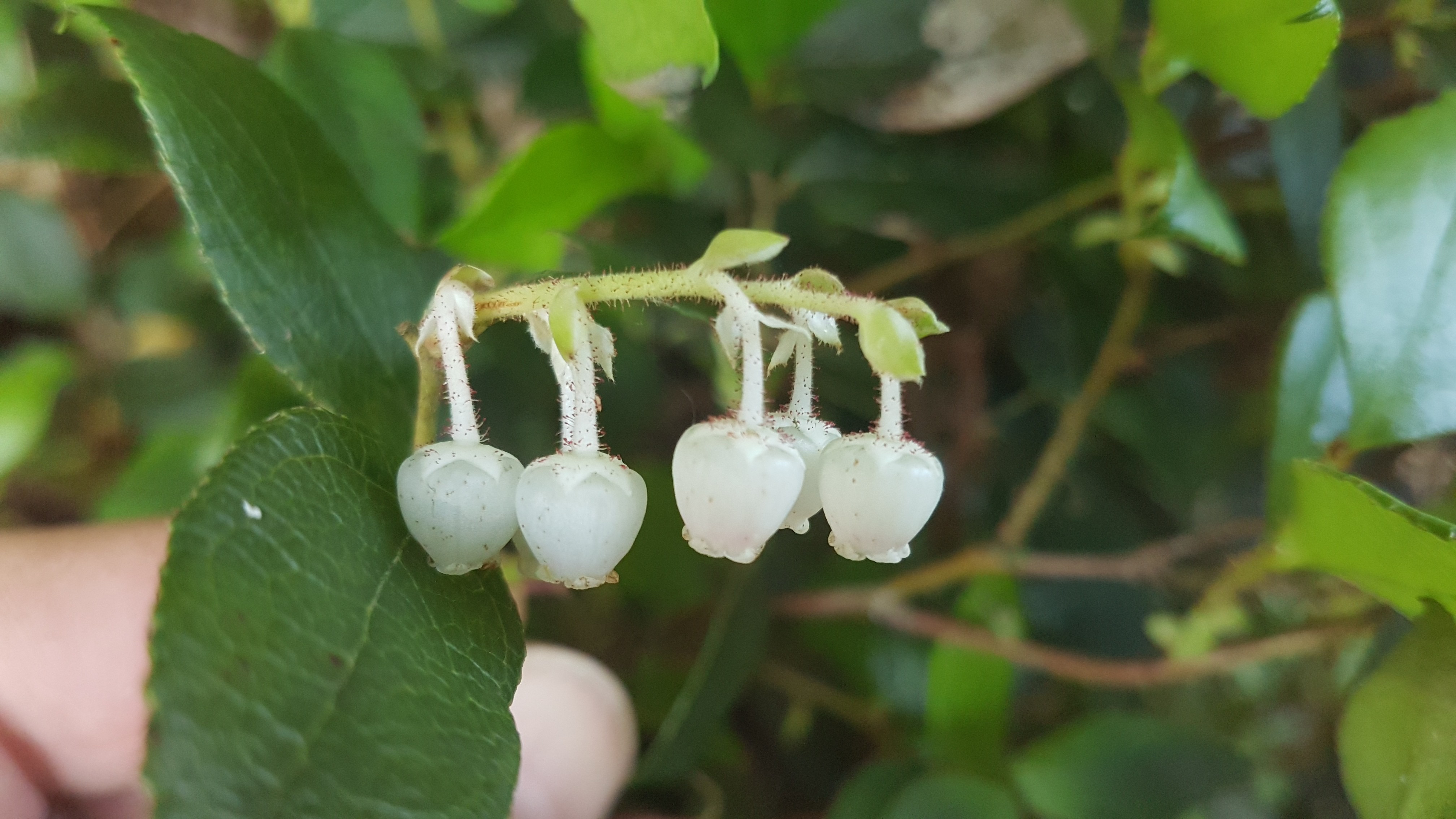 Gaultheria 'Jingle Bells'