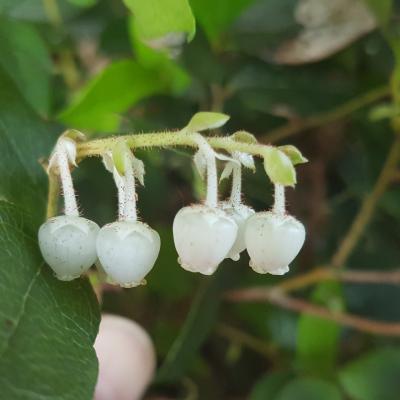 Gaultheria 'Jingle Bells'