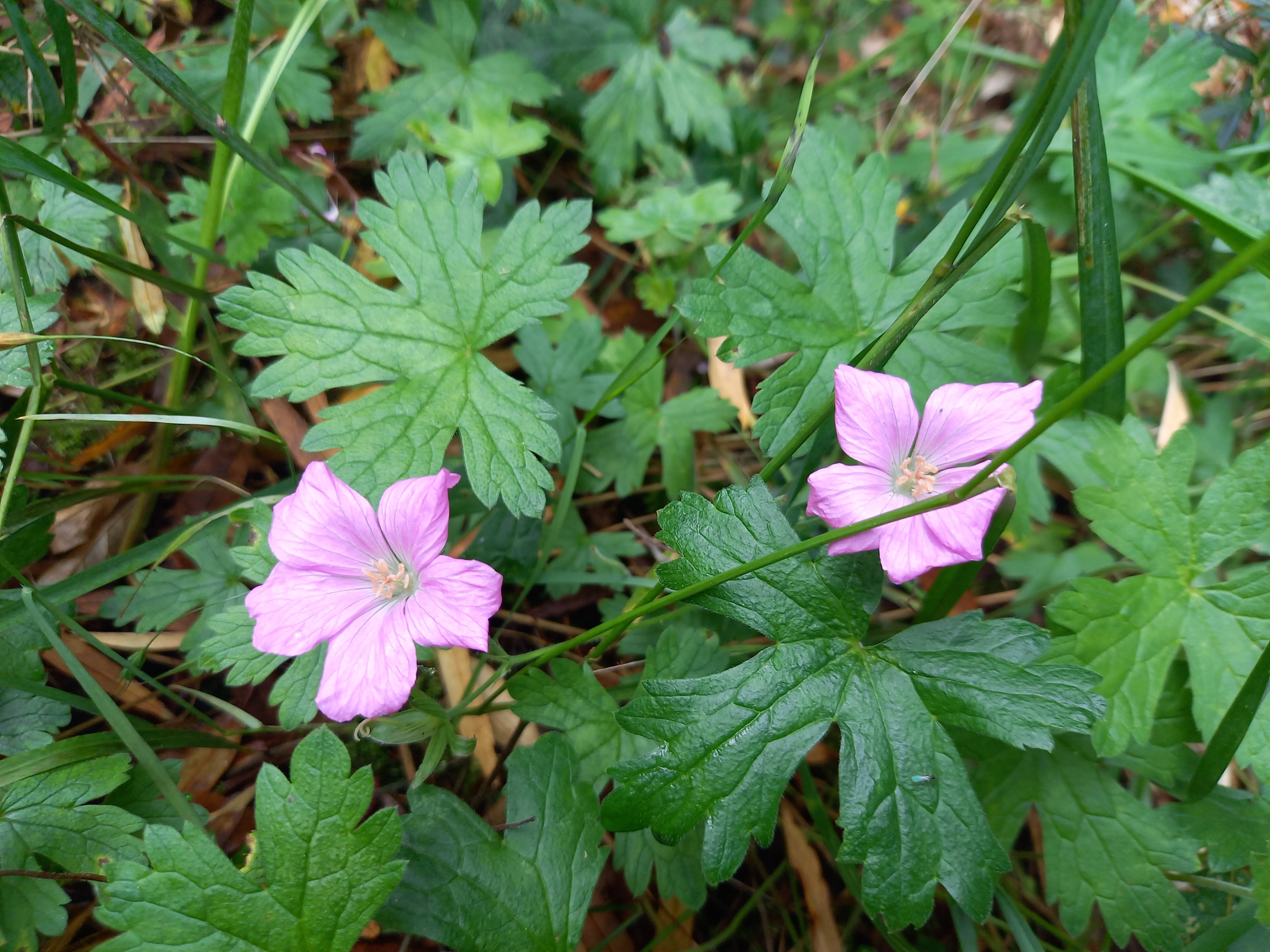 Geranium 'cultivar indeterminé' C6