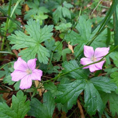 Geranium 'cultivar indeterminé' C6