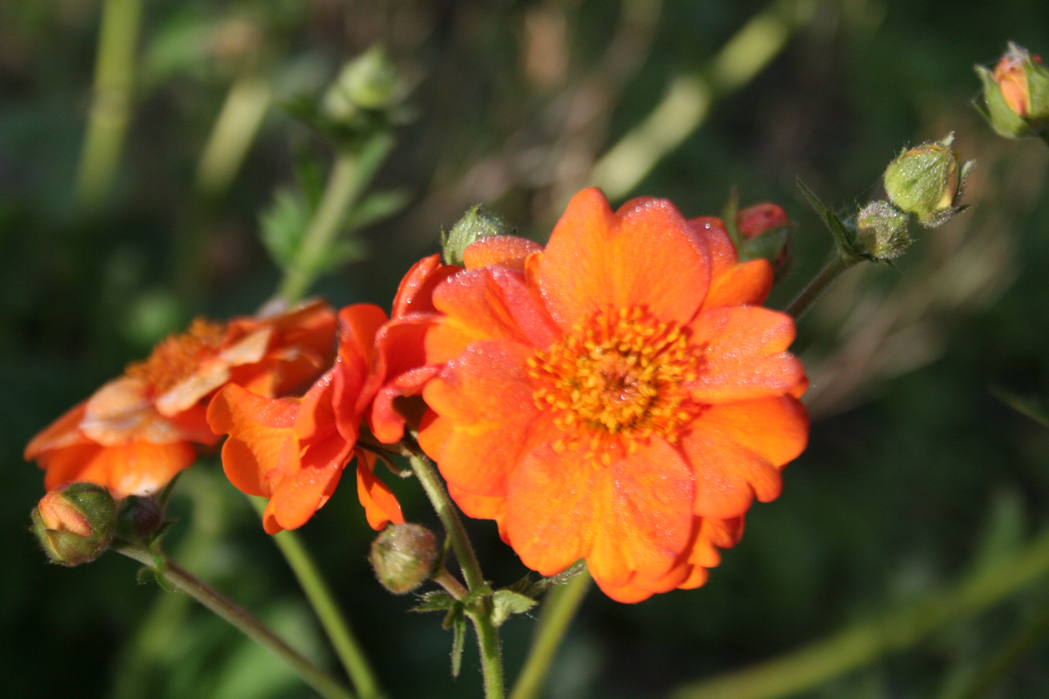 Geum chiloense 'Dolly North'