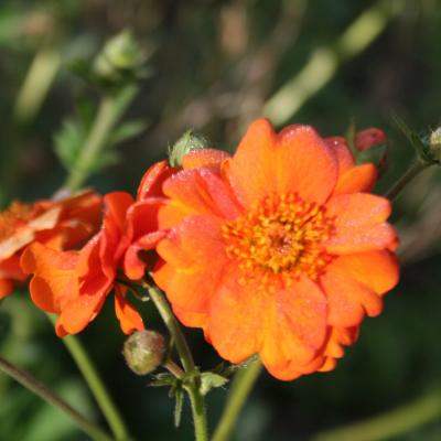 Geum chiloense 'Dolly North'