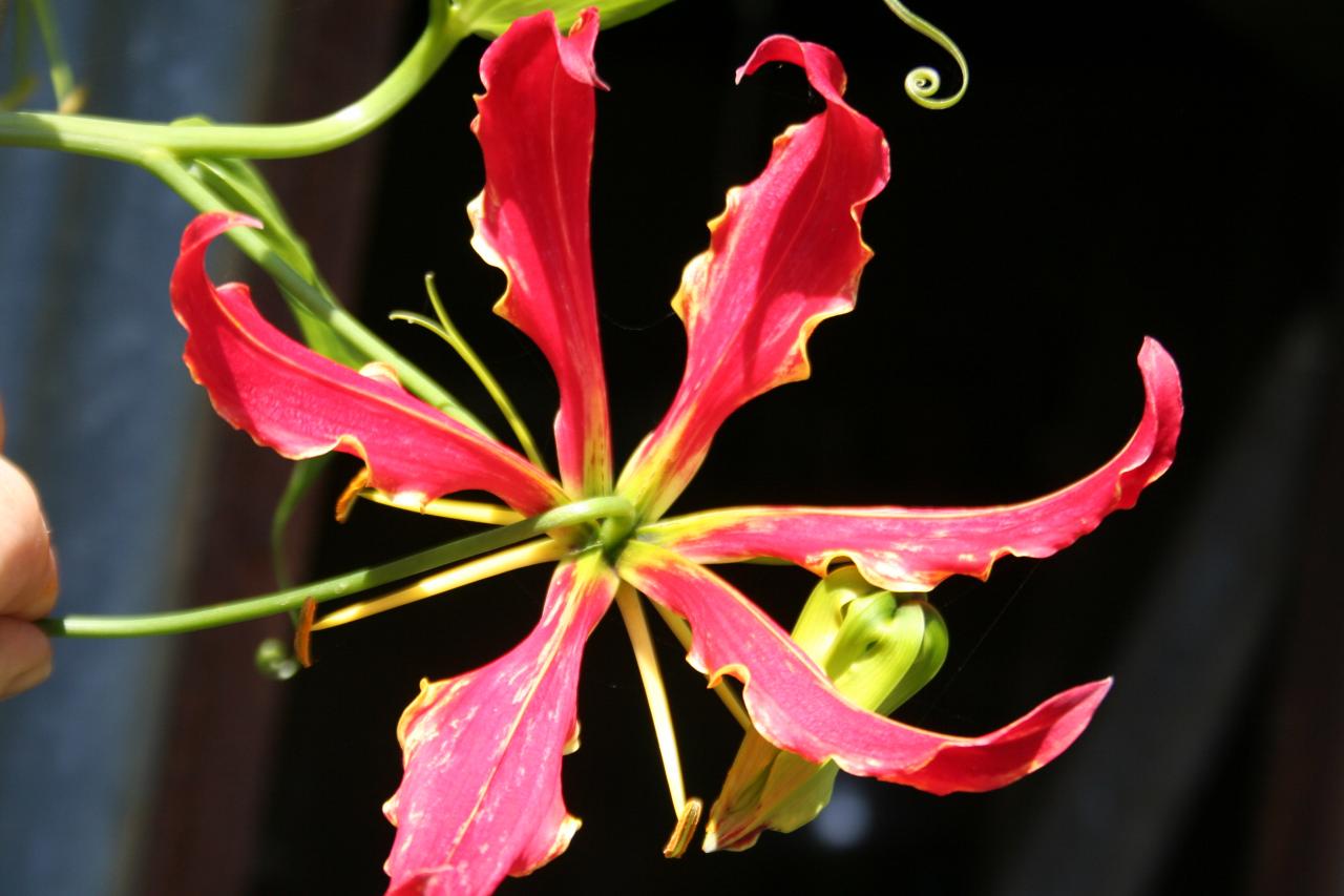 Gloriosa rothchildiana