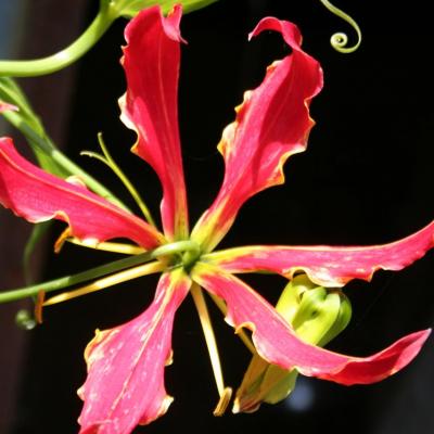 Gloriosa rothchildiana