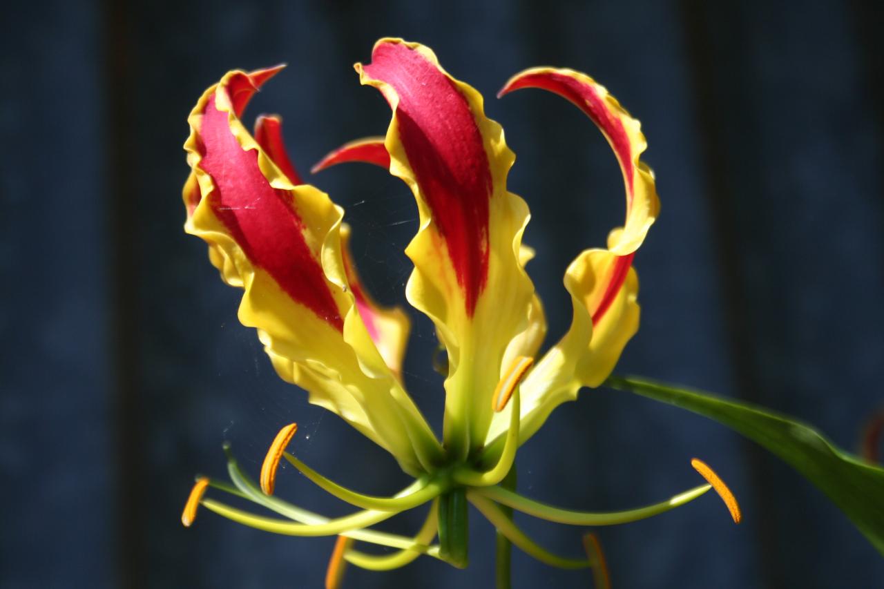 Gloriosa rothchildiana