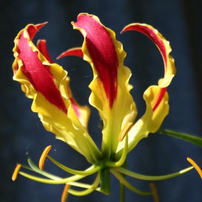 Gloriosa rothchildiana