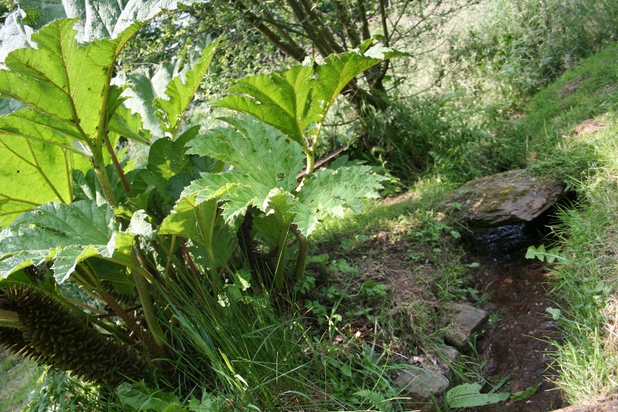 Gunnera manicata