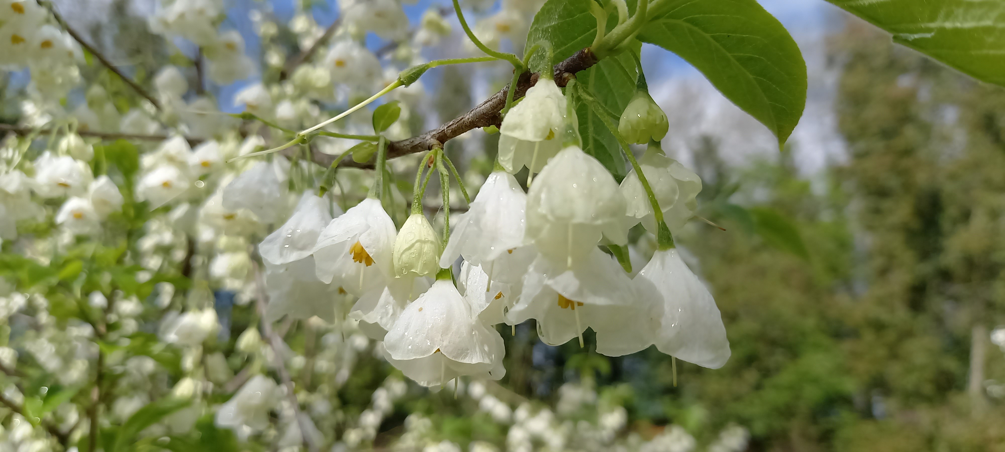 Halesia carolina