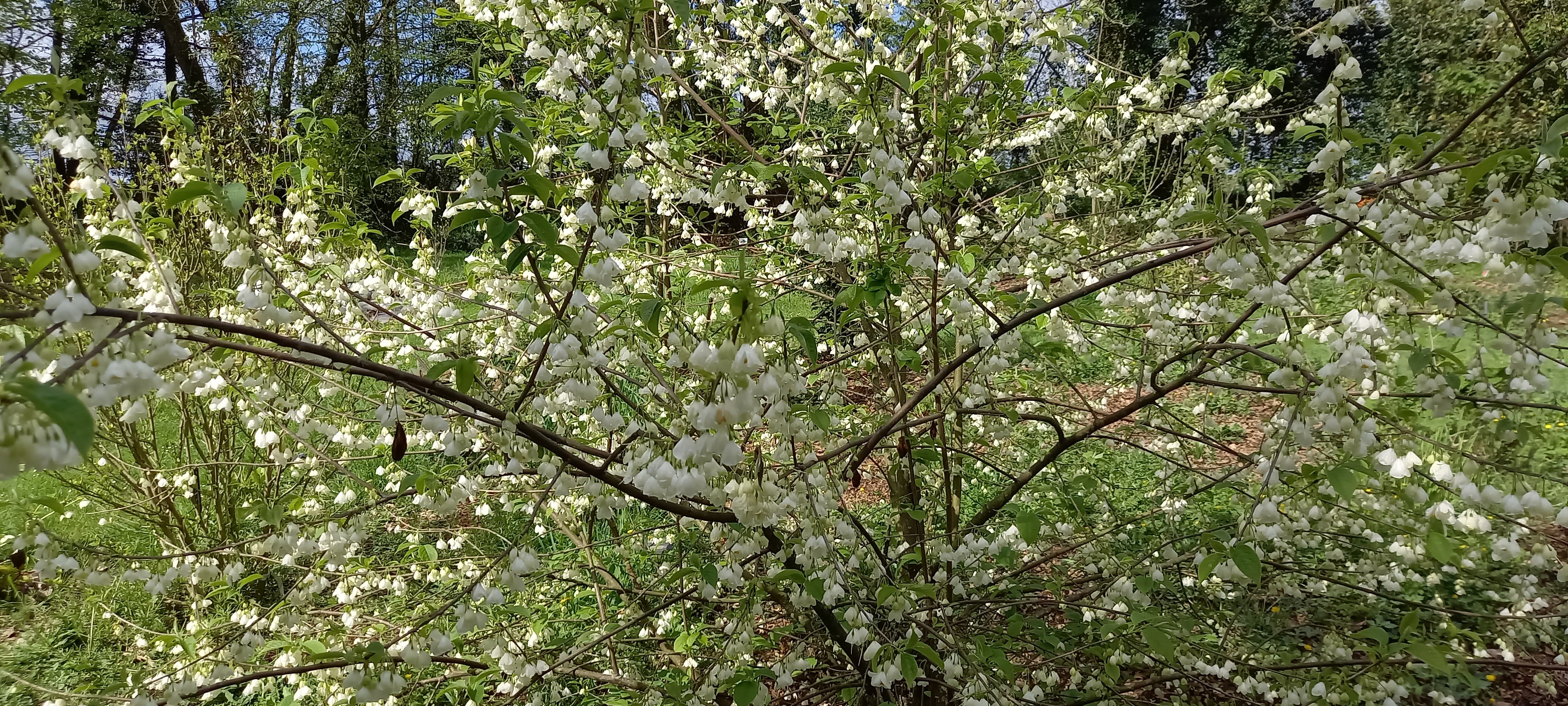 Halesia carolina