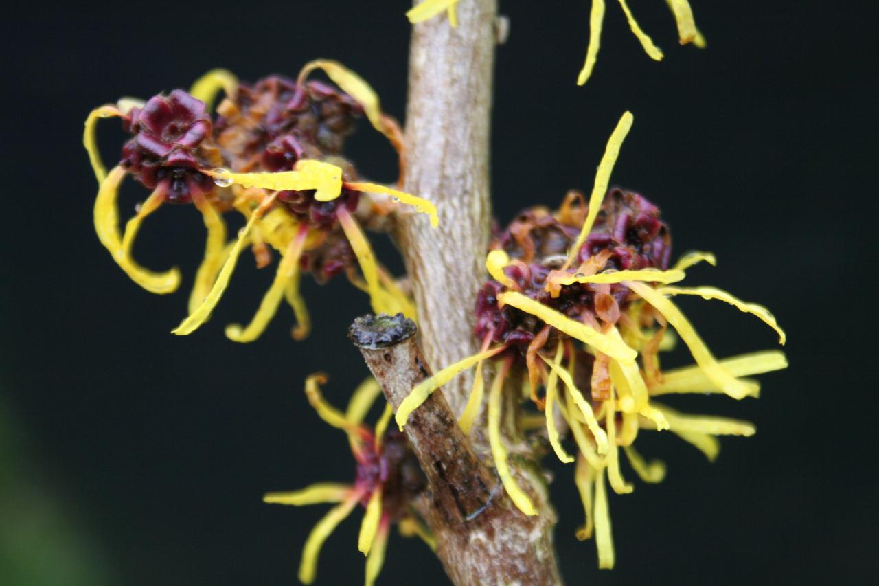 Hamamelis mollis