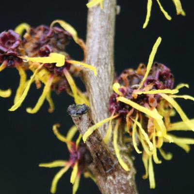 Hamamelis mollis