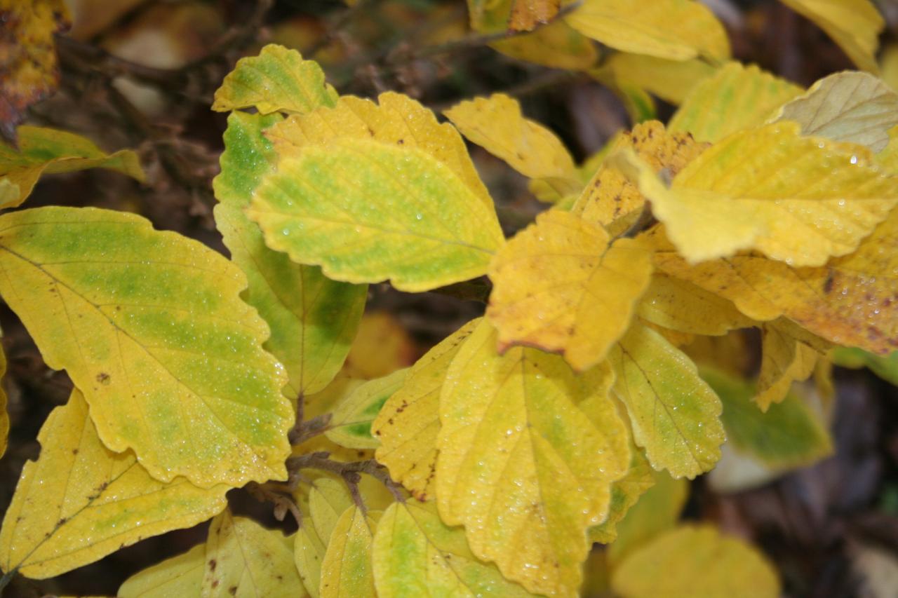 Hamamelis vernalis 'Quasimodo'-2-